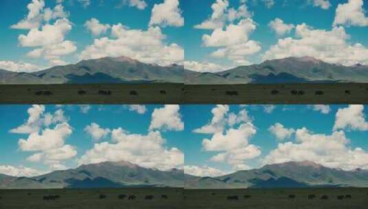 西藏牦牛蓝天白云高清在线视频素材下载