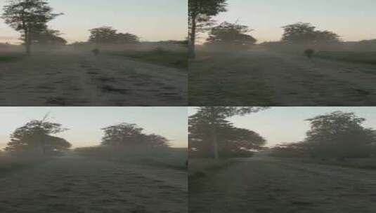 特写日出时单身男子在浓雾掩盖的森林中行走高清在线视频素材下载