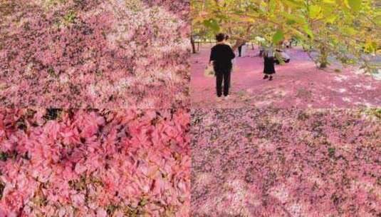 繁花落尽，落英缤纷/春天/樱花素材/落花高清在线视频素材下载