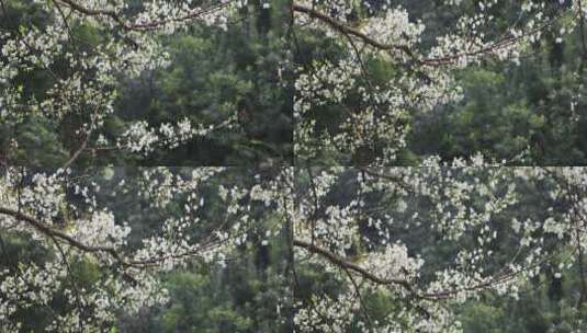 春雨绵绵唯美樱花花瓣随风飘落高清在线视频素材下载