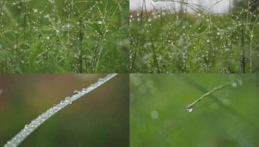 雨后小草丛绿植水珠露珠高清在线视频素材下载