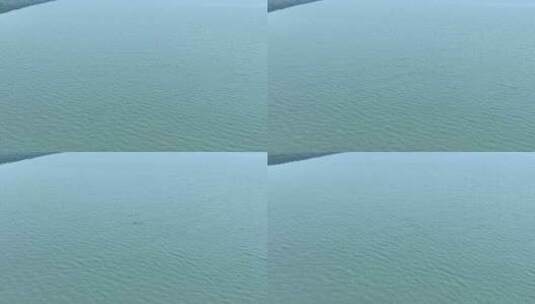 长江江豚航拍素材高清在线视频素材下载