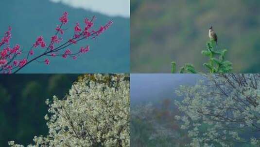 鸟语花香 鸟吃虫 山花 山楂花高清在线视频素材下载