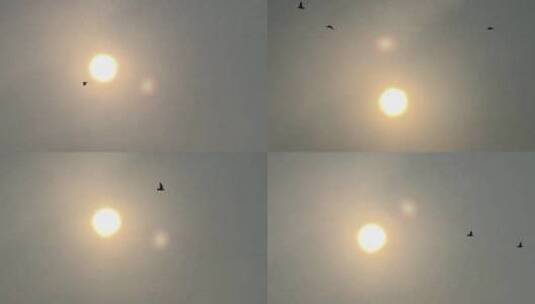 阳光下飞翔的鸽子天空中飞鸟太阳下一群鸟儿高清在线视频素材下载