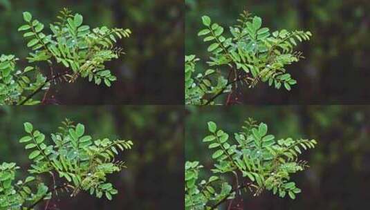 夏季下雨天山林植物树叶水珠特写高清在线视频素材下载