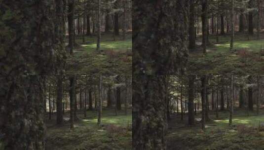 森林树木光影高清在线视频素材下载