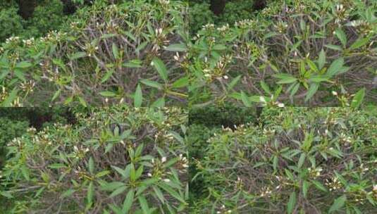 鸡蛋花航拍高清在线视频素材下载