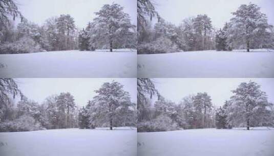 树木和大地在冬日被雪覆盖高清在线视频素材下载