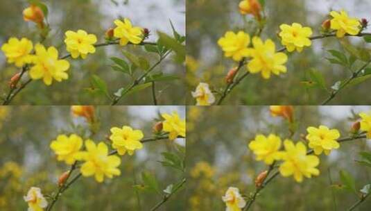 早春迎春花清明花小黄花花簇花瓣花蕊花朵高清在线视频素材下载