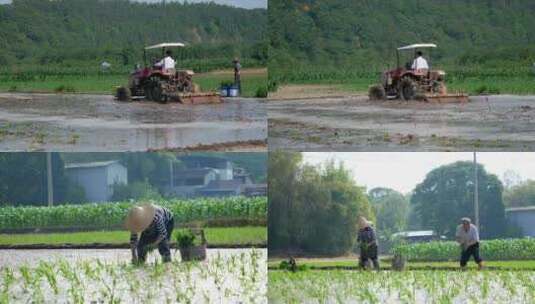 插秧 耙田 耕田高清在线视频素材下载