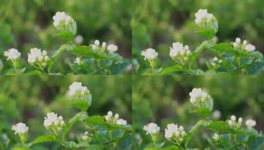 唯美茉莉花与茉莉花种植园高清在线视频素材下载