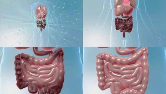 大肠健康回归高清在线视频素材下载
