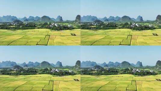 秋天阳光下桂林山边的村庄和金黄色的稻田高清在线视频素材下载