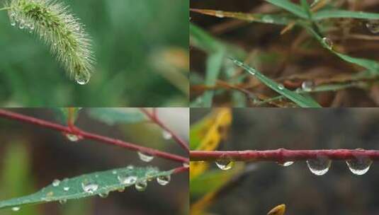 温暖治愈微距拍摄雨后植物叶水珠实拍视频高清在线视频素材下载