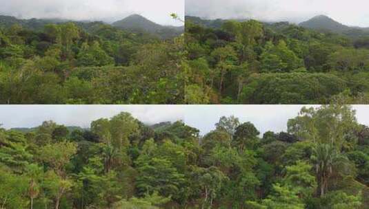 浓密的绿色雨林在圣玛尔塔，背景是内华达山高清在线视频素材下载