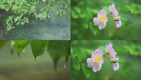 合集-下雨天雨水谷雨高清在线视频素材下载