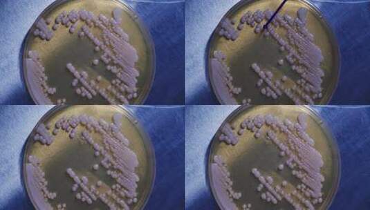 生物实验室培养皿实验特写高清在线视频素材下载