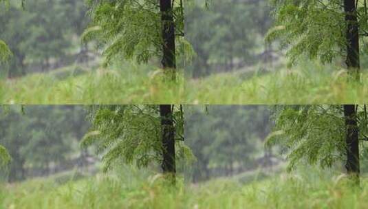 雨落在植物叶子上高清在线视频素材下载