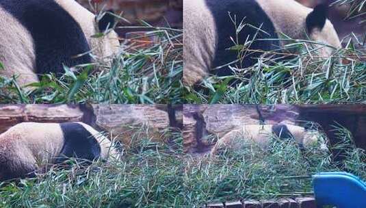 大熊猫 一级保护动物 野生动物高清在线视频素材下载