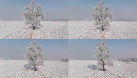 雪后开阔田野及树木的冬日风光高清在线视频素材下载