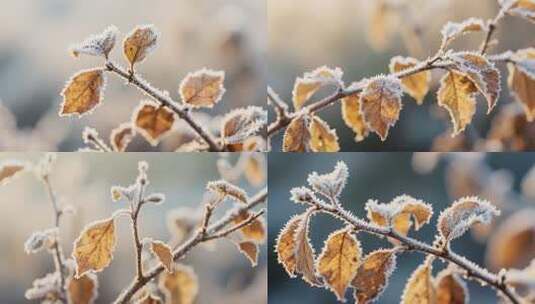 覆霜枯叶特写高清在线视频素材下载
