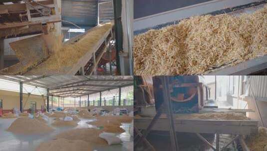 中药材生产加工流水线 太子参生产加工车间高清在线视频素材下载