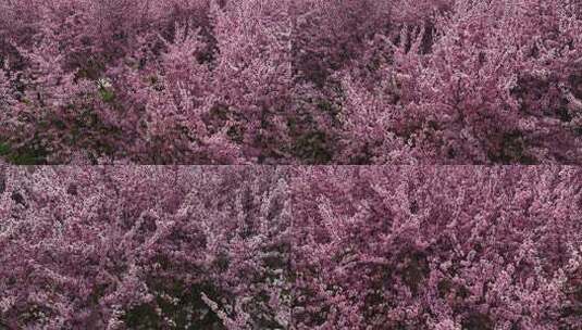 春天公园里大片紫红色梅花盛开高清在线视频素材下载