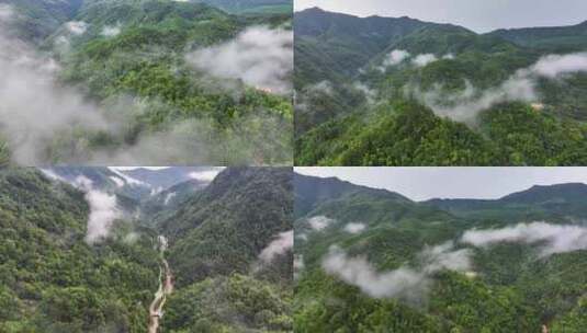 暴雨后森林高清在线视频素材下载