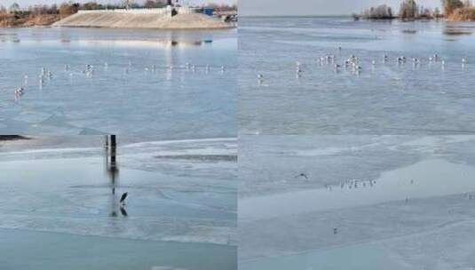 航拍冬季冰封湖面红嘴鸥栖息地群居觅食高清在线视频素材下载