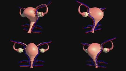 3D女性生殖系统高清在线视频素材下载