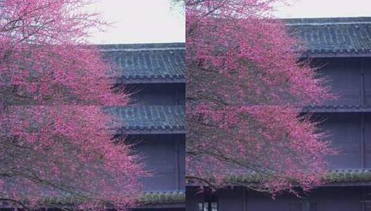 杭州西湖都锦生故居梅花风景高清在线视频素材下载