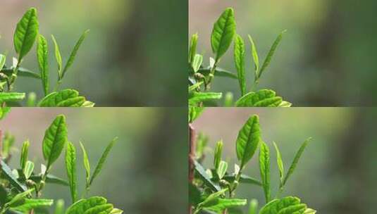 春天茶叶嫩芽牙尖特写高清在线视频素材下载