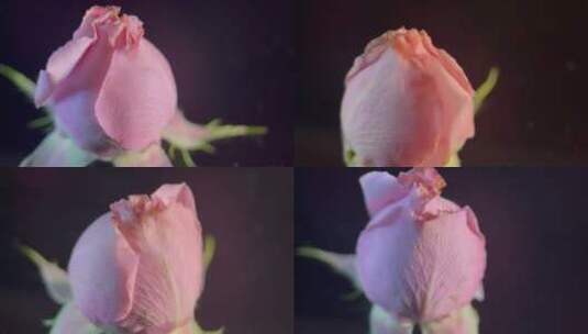 花苞玫瑰花蕾520鲜花 (9)高清在线视频素材下载