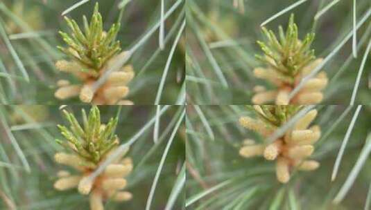 松树松针松花粉植物高清在线视频素材下载