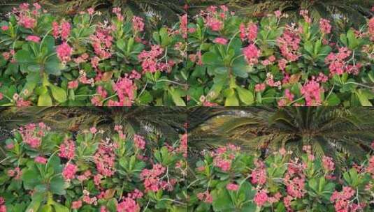粉红色花的植物高清在线视频素材下载