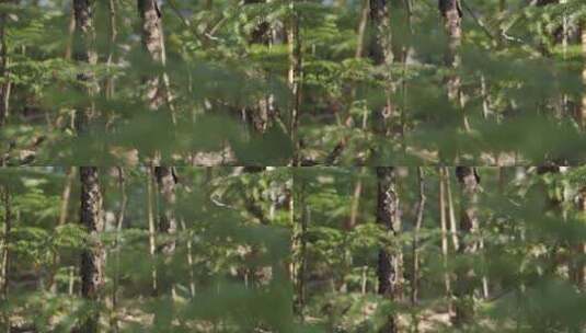 森林中野生的常青树高清在线视频素材下载
