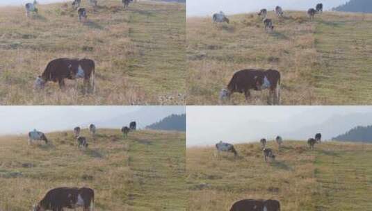 牛 奶牛 牛群 牧牛 放牧 草坪 牧场高清在线视频素材下载