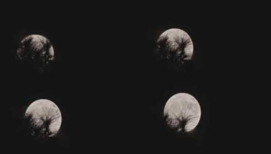月亮升上树梢高清在线视频素材下载
