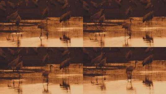 黄昏时分鸟类行走在湖面上高清在线视频素材下载