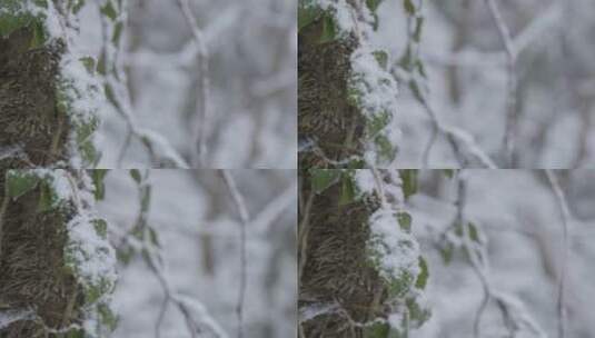 白雪覆盖树叶的特写镜头高清在线视频素材下载