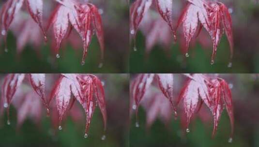 红叶子上滴落的雨滴高清在线视频素材下载