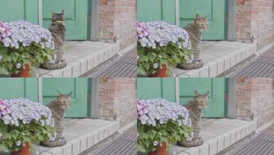 门口的小猫高清在线视频素材下载