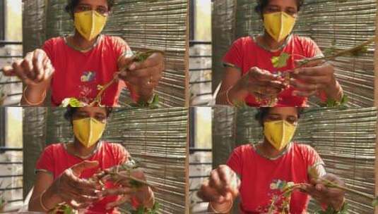 一名戴着面具的南印度妇女摘取和清洁菠菜叶子高清在线视频素材下载