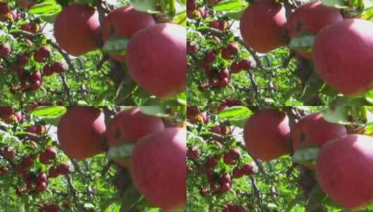 果园里成熟的红苹果高清在线视频素材下载
