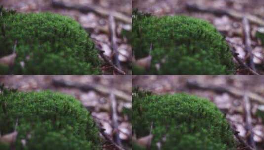 绿色苔藓高清在线视频素材下载