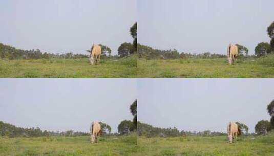 小马吃草高清在线视频素材下载
