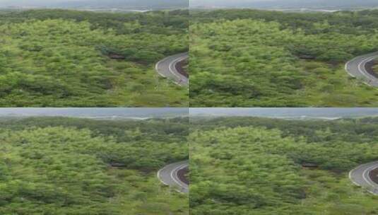 绿色竹林树林竖屏航拍高清在线视频素材下载