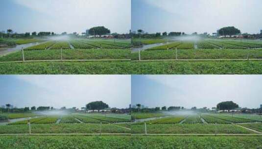 鲜花培育种植基地苗圃高清在线视频素材下载