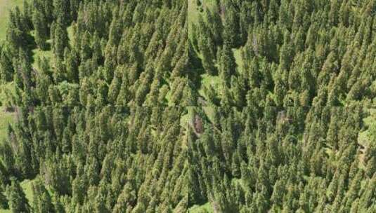 航拍中国新疆树林自然风景高清在线视频素材下载