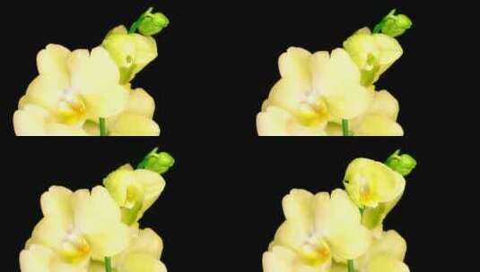 黄色兰花在黑色背景上打开高清在线视频素材下载